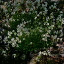 Plancia ëd Saxifraga fragilis Hort. Schweig. ex Schrank