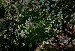 Plancia ëd Saxifraga fragilis Hort. Schweig. ex Schrank