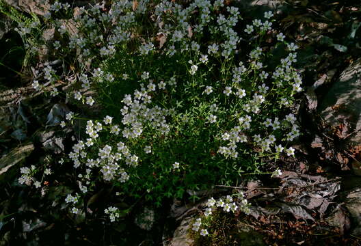 Sivun Saxifraga fragilis Hort. Schweig. ex Schrank kuva