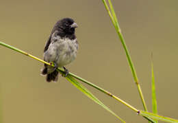 Image of Dubois's Seedeater