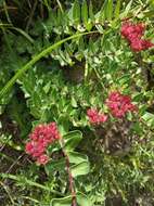 Plancia ëd Rhodiola bupleuroides (Wall. ex Hook. fil. & Thoms.) Fu