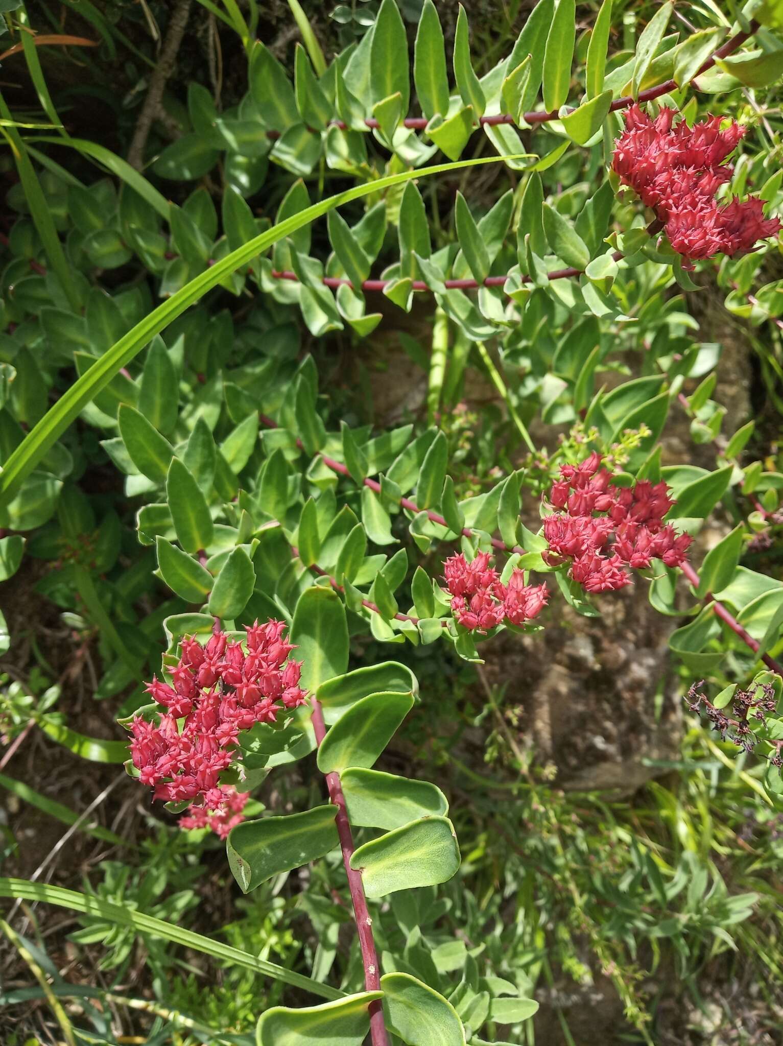 Plancia ëd Rhodiola bupleuroides (Wall. ex Hook. fil. & Thoms.) Fu