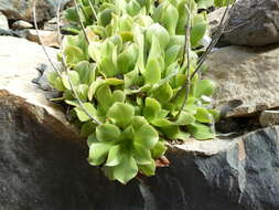 Image of Aeonium canariense (L.) Webb & Berth.