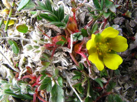 Image of Rocky Mountain Cinquefoil