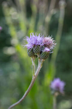 Image de Cirsium monspessulanum (L.) Hill