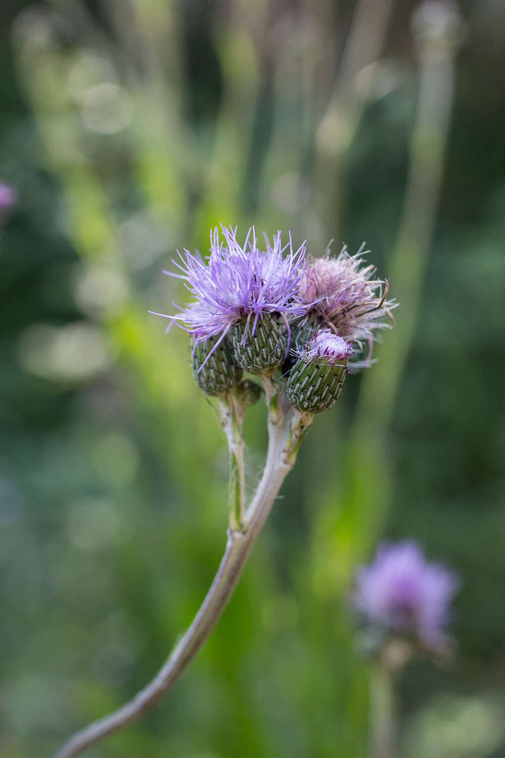 Imagem de Cirsium monspessulanum (L.) Hill