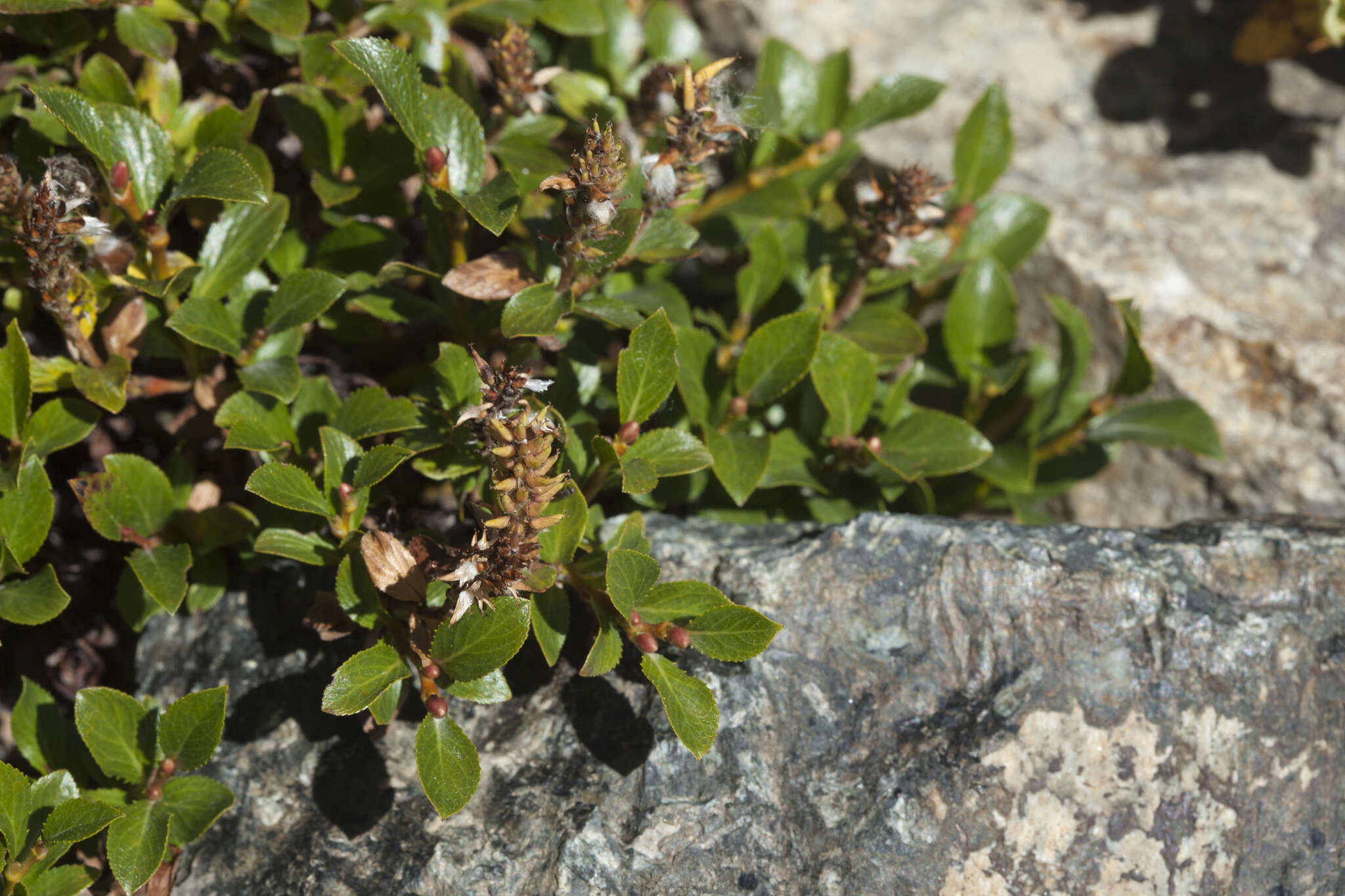 Image of Salix berberifolia Pall.