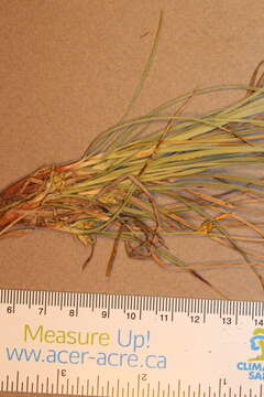 Imagem de Carex tonsa var. rugosperma (Mack.) Crins