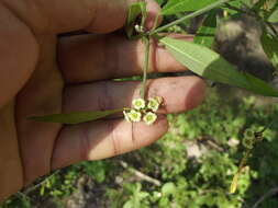 Image of Euphorbia colletioides Benth.