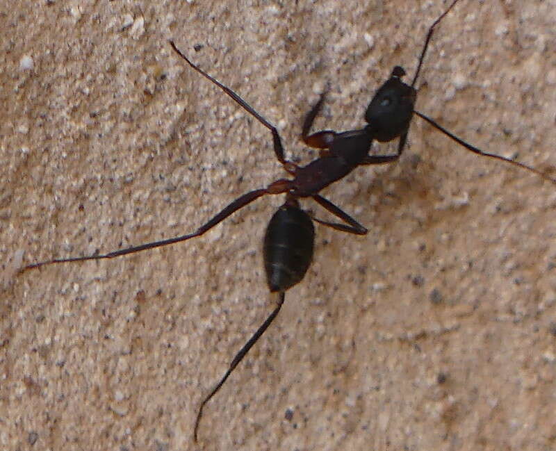 Image of Camponotus erigens Forel 1894