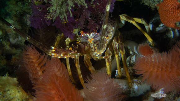 Image of Cape Rock Lobster