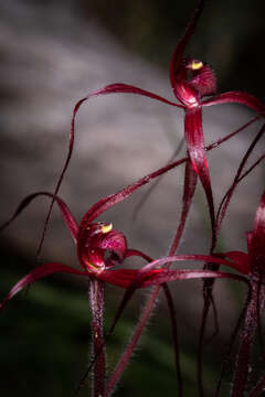 Image of Patricia's spider orchid