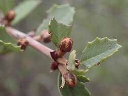 Plancia ëd Ceanothus ferrisiae Mc Minn