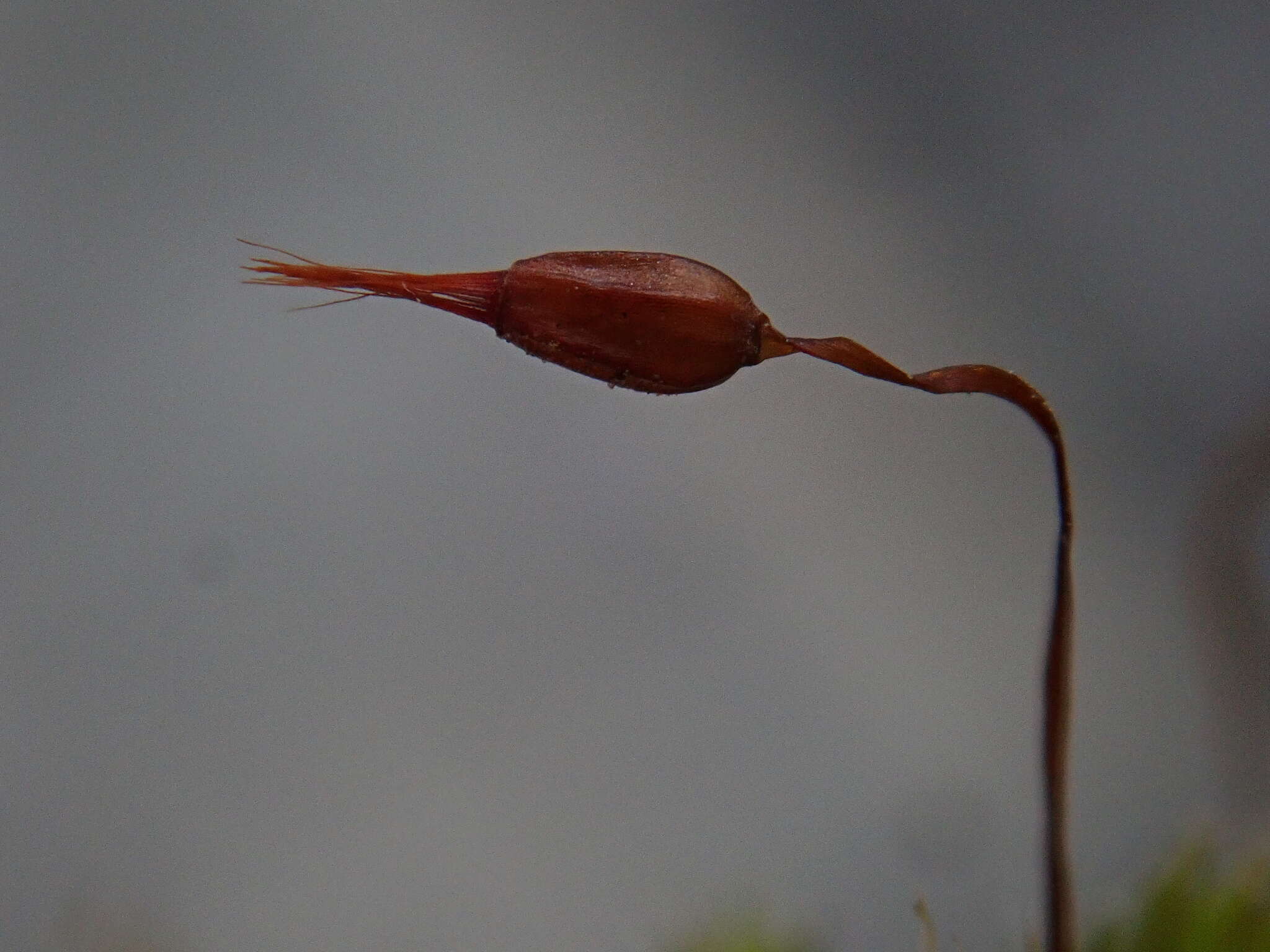 Image of racomitrium moss