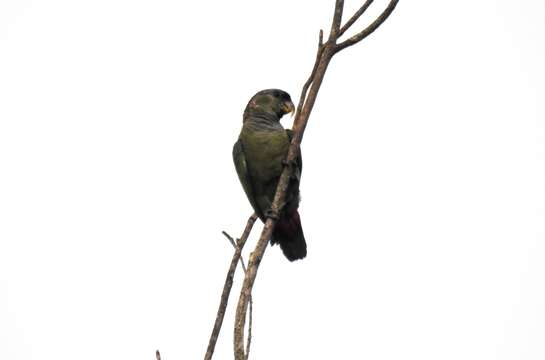 Image of Scaly-headed Parrot