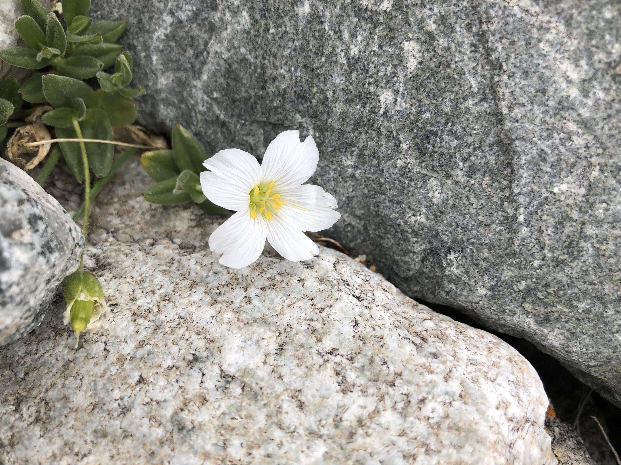 Imagem de Cerastium lithospermifolium Fisch.