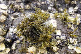 Image of Psilophycus alveatus (Turner) W. A. Nelson, Leister & Hommersand 2011