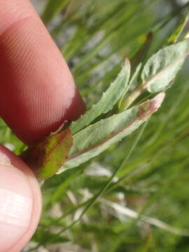 Image of Grants Pass willowherb