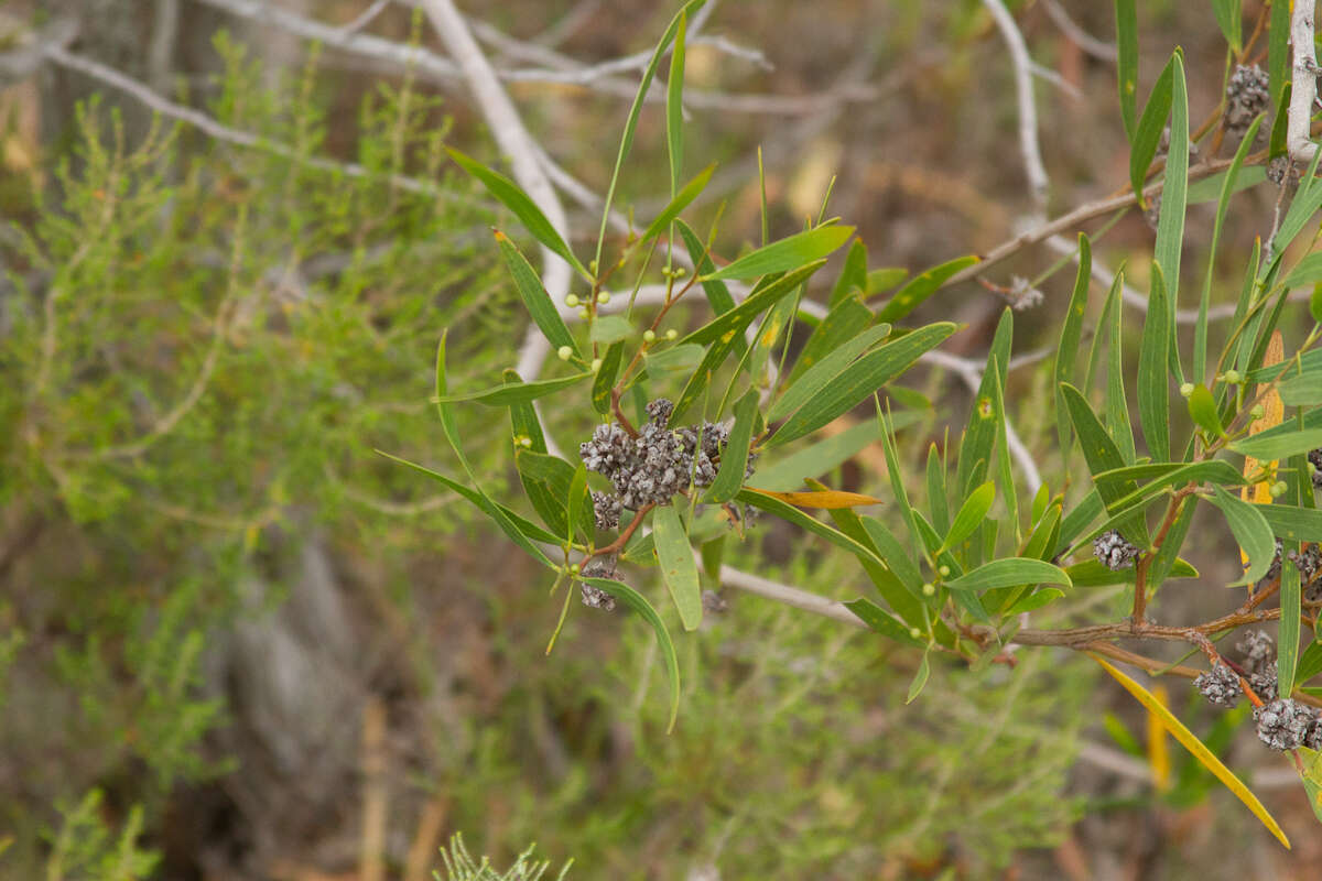 Image of Red-eyed Wattle