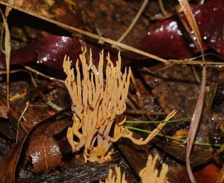 Image of Phaeoclavulina flaccida (Fr.) Giachini 2011