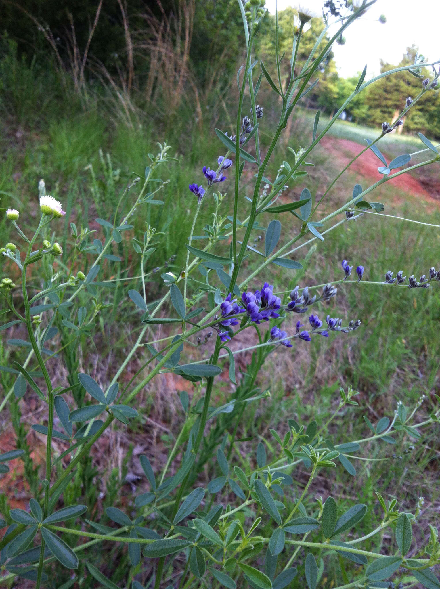 Image of <i>Pediomelum tenuiflorum</i>