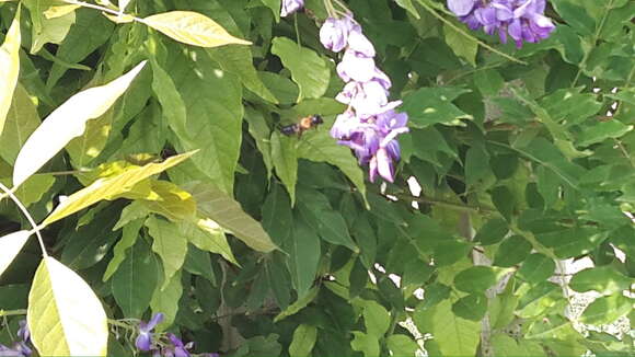 Image of giant resin bee