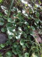 Imagem de Dichondra microcalyx (Hall. fil.) Fabris