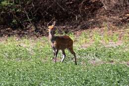 Imagem de Tragelaphus sylvaticus