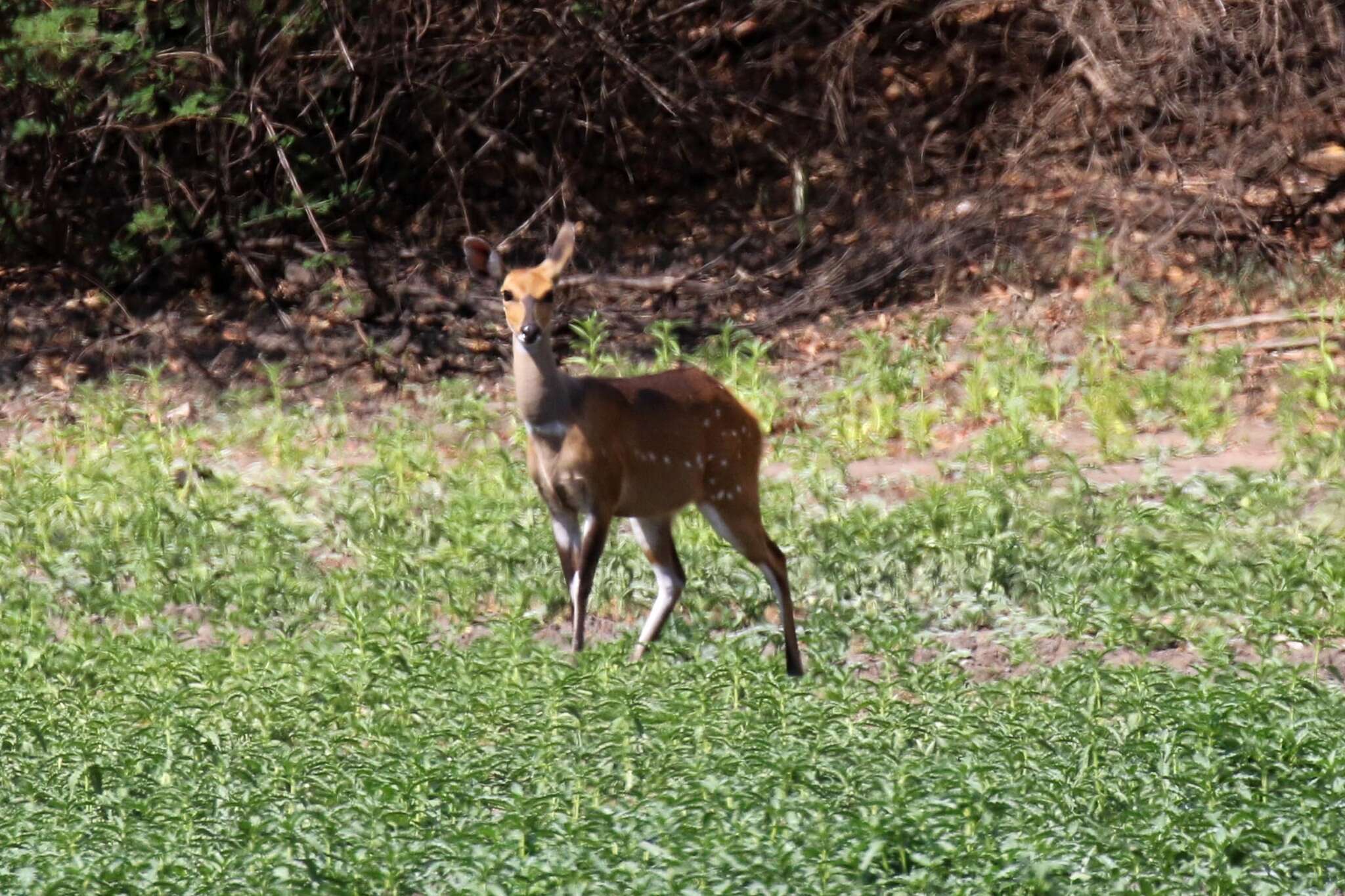 Tragelaphus sylvaticus resmi