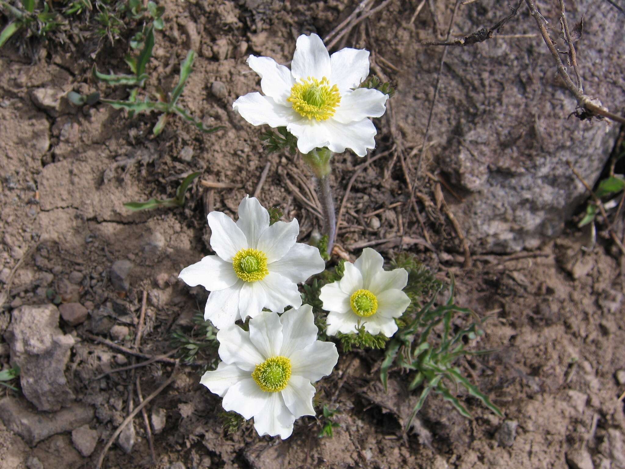 Anemone drummondii S. Wats. resmi