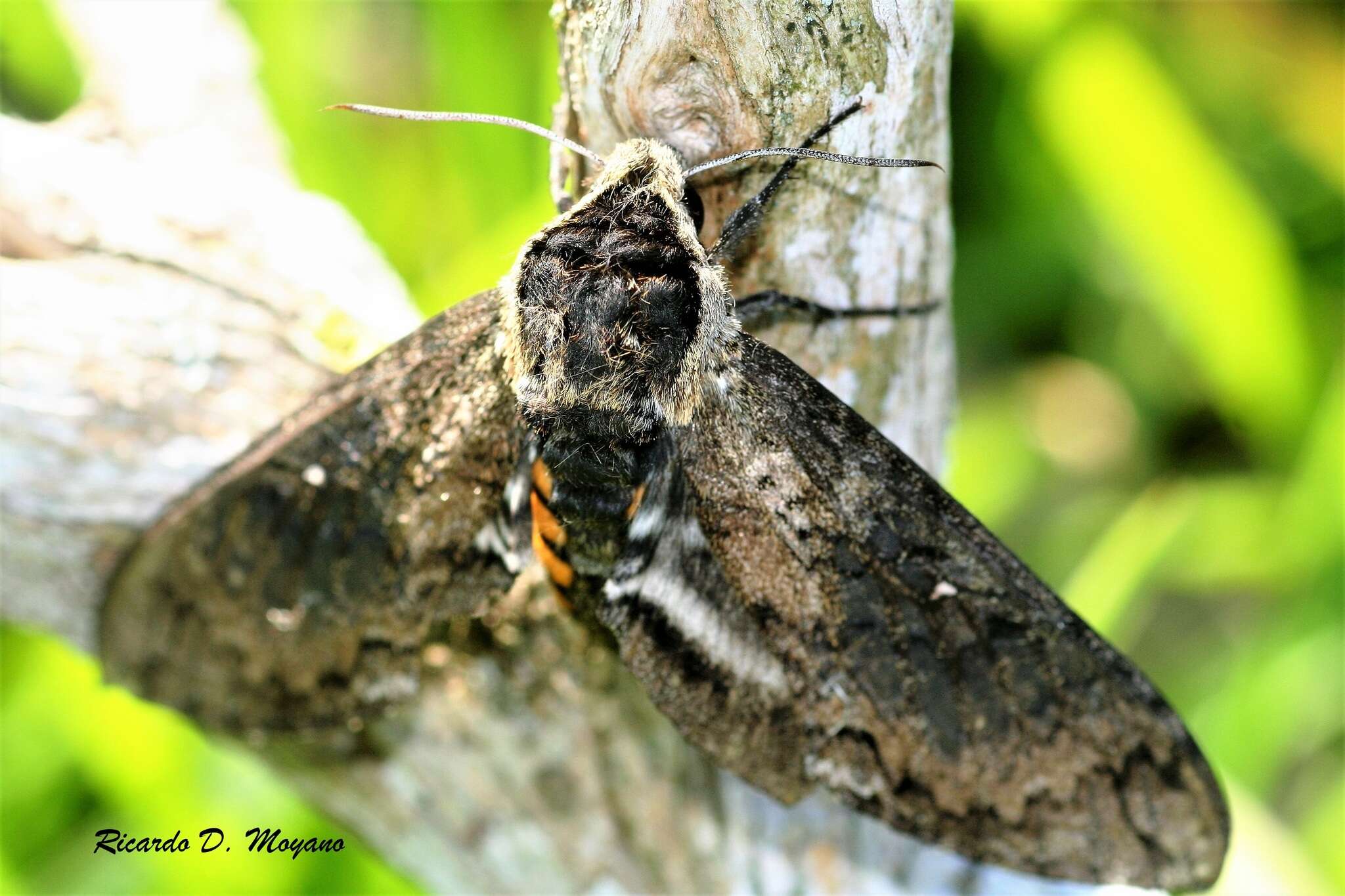 Image of Manduca contracta (Butler 1875)