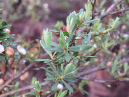 Sivun Leptospermum myrsinoides Schltdl. kuva