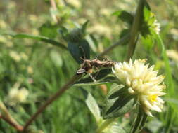 Atrachelus cinereus (Fabricius 1798) resmi