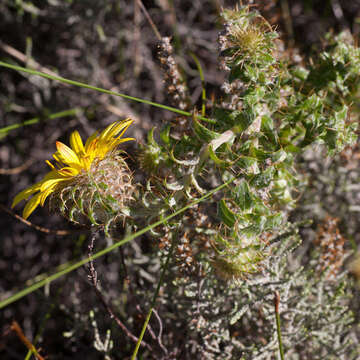 Image of <i>Cullumia <i>setosa</i></i> var. setosa