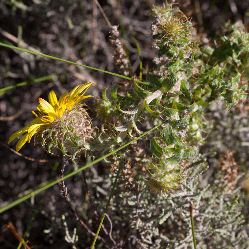 Image of <i>Cullumia <i>setosa</i></i> var. setosa