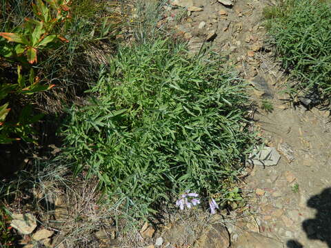 Sivun Penstemon lyalli (A. Gray) A. Gray kuva