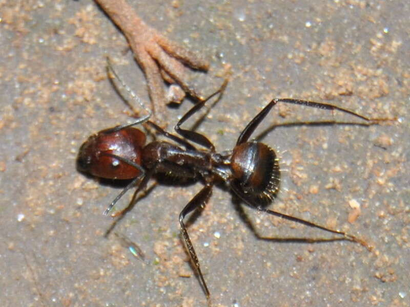 Слика од Camponotus nicobarensis Mayr 1865