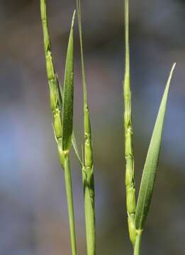 Image of jointed goatgrass