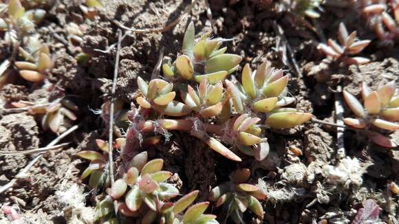 Image of Portulaca quadrifida L.