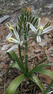 Image de Albuca batteniana Hilliard & B. L. Burtt