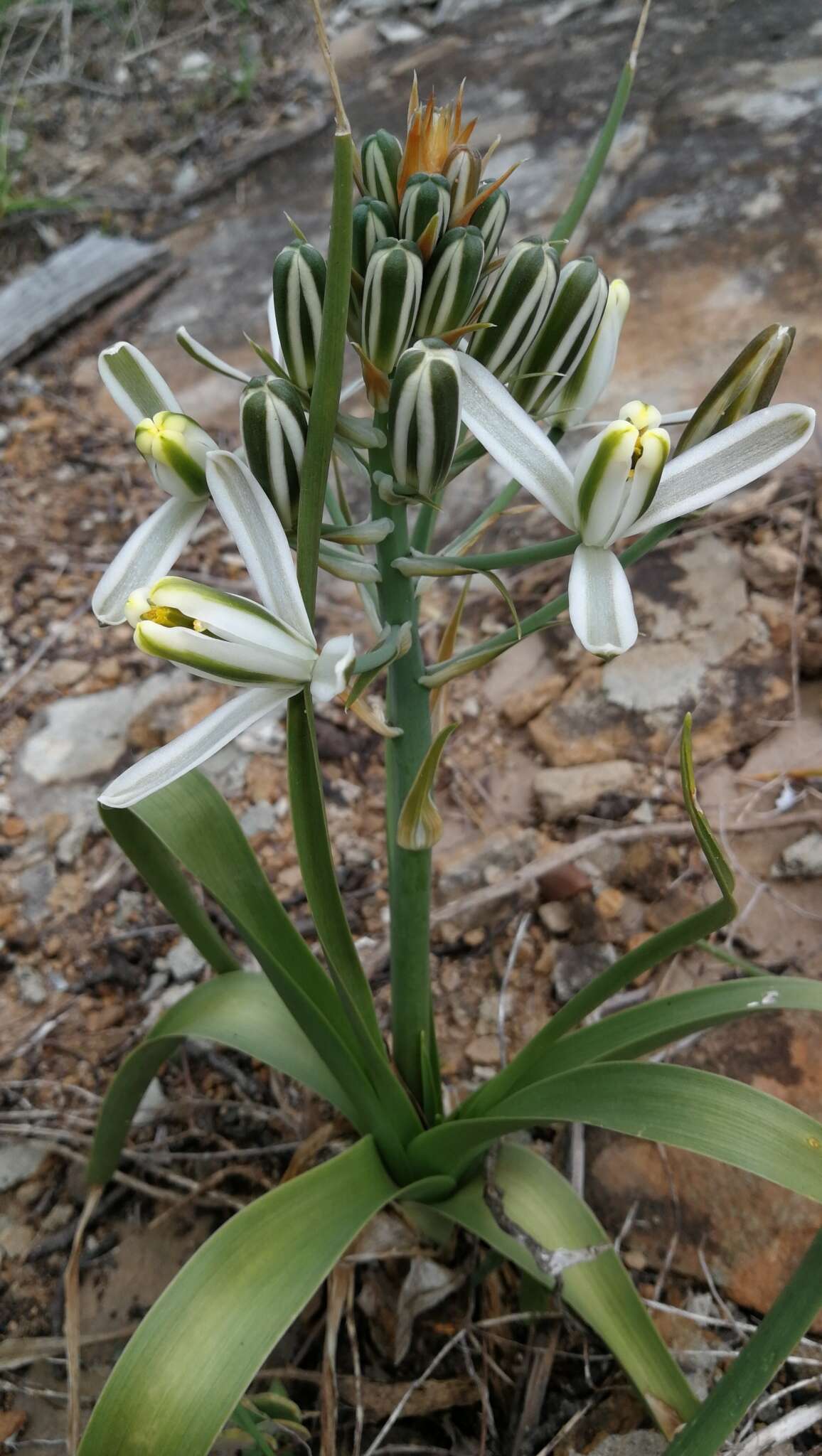 Image of Albuca batteniana Hilliard & B. L. Burtt