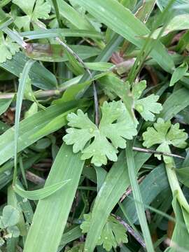 Image of Hydrocotyle batrachium Hance