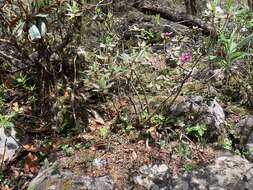 صورة Rhododendron lepidotum Wall.