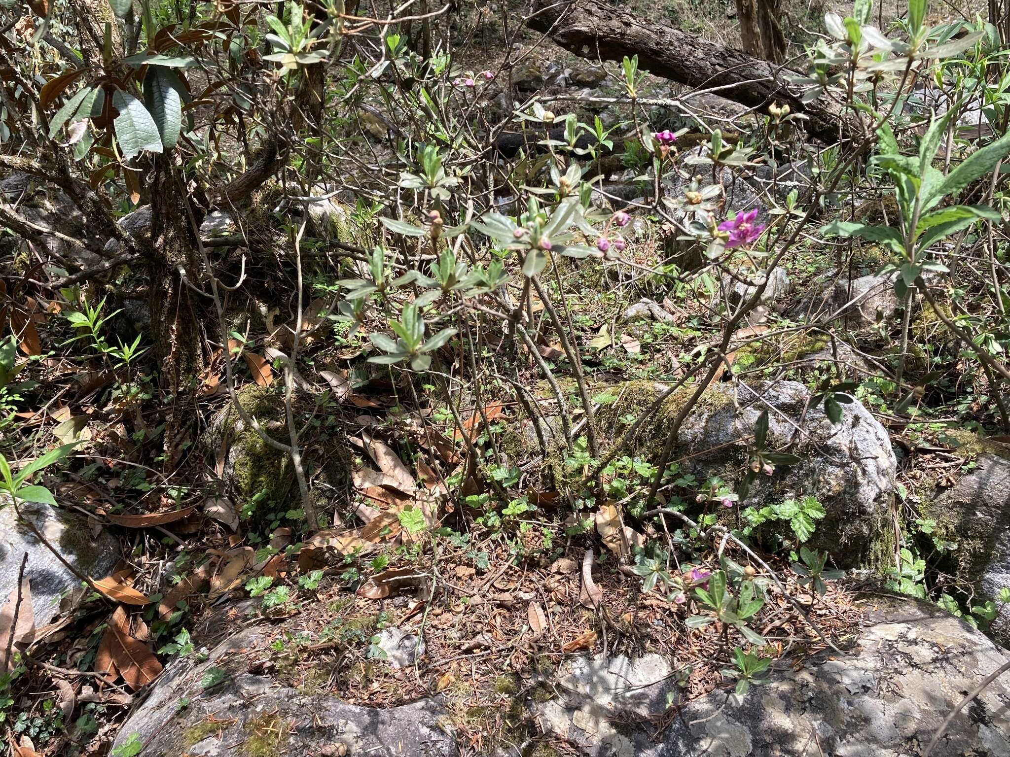 Imagem de Rhododendron lepidotum Wall.