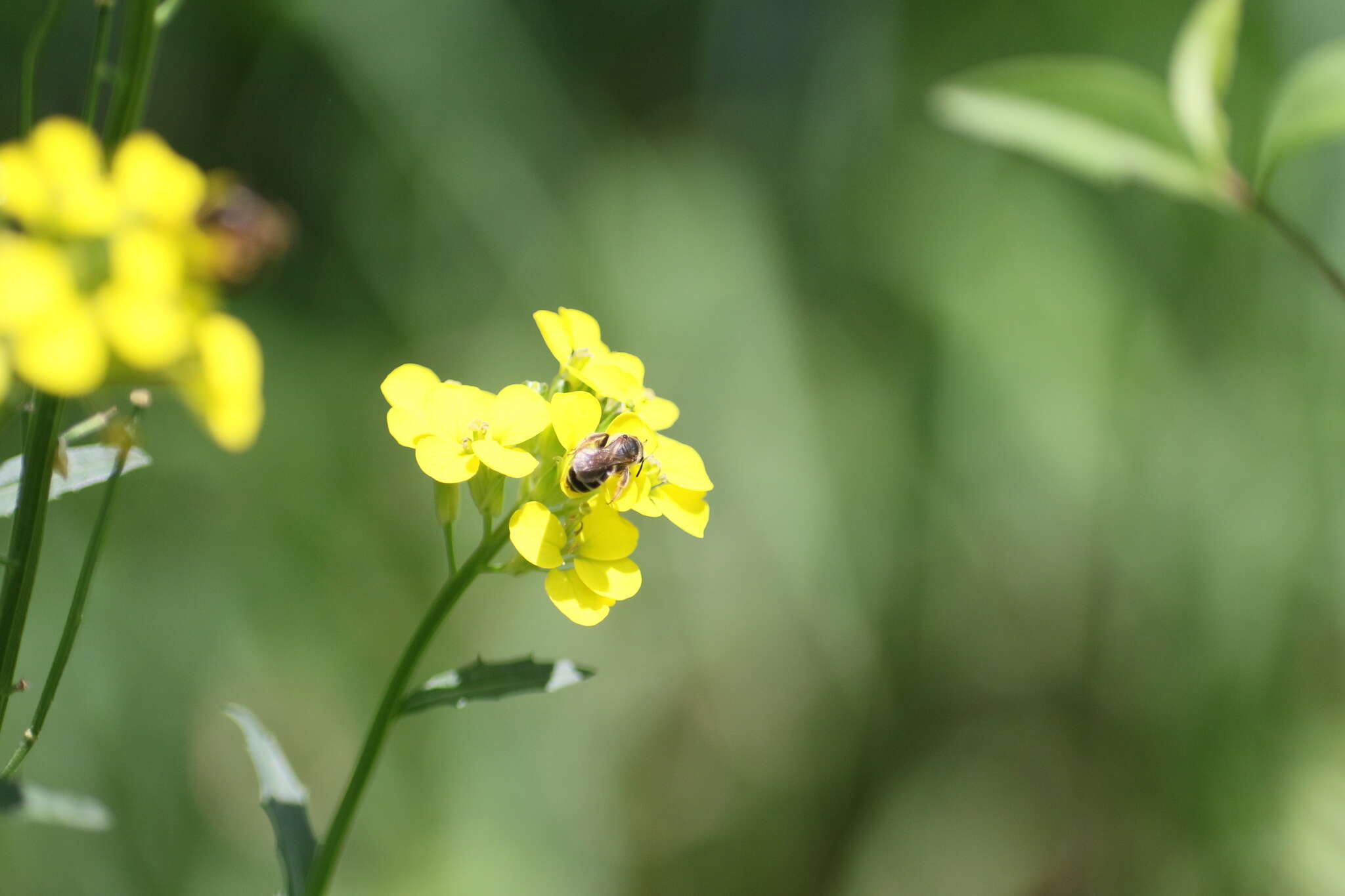 Image of smelly wallflower