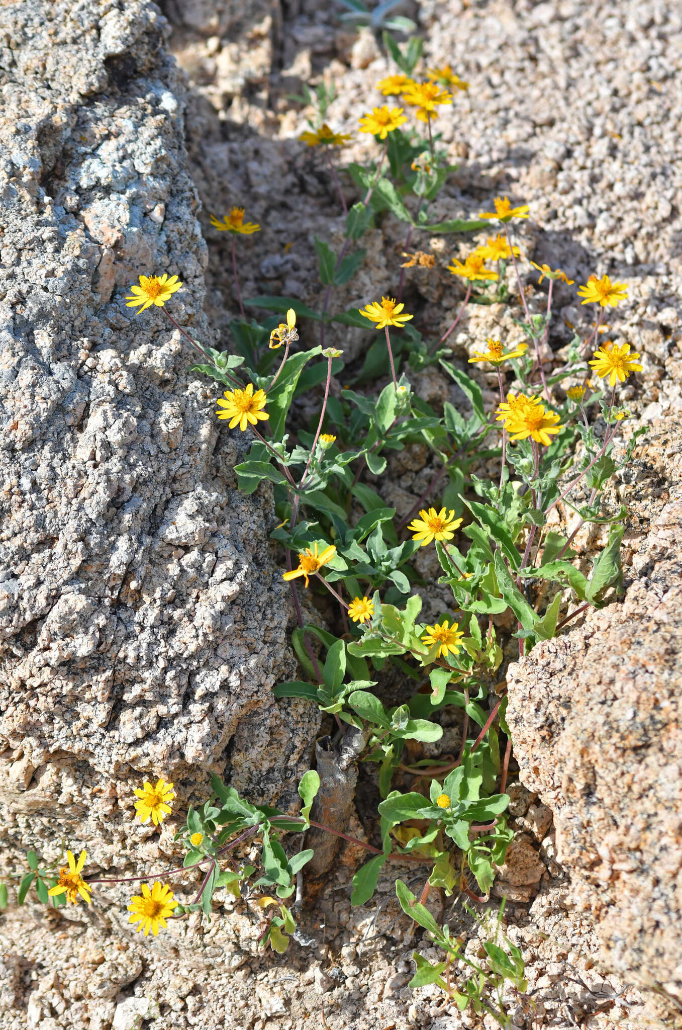 Image of Melampodium sinuatum Brandeg.