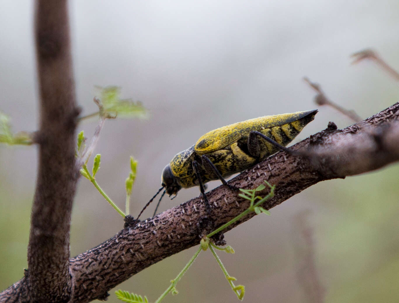 صورة Gyascutus caelatus (Le Conte 1858)