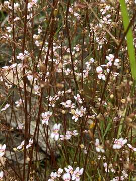 Stylidium caespitosum R. Br. resmi