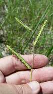 Image of Early Crown Grass