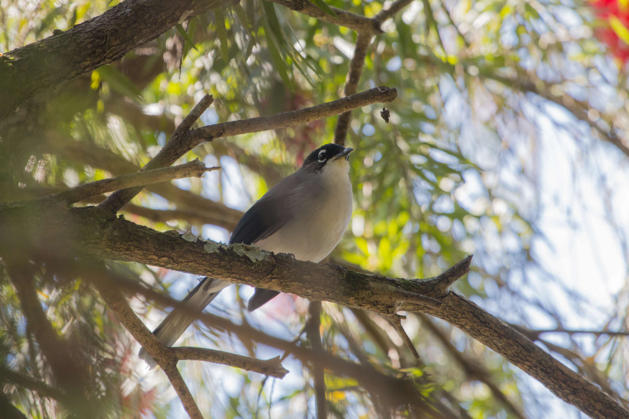 Image of Black-eared Sibia